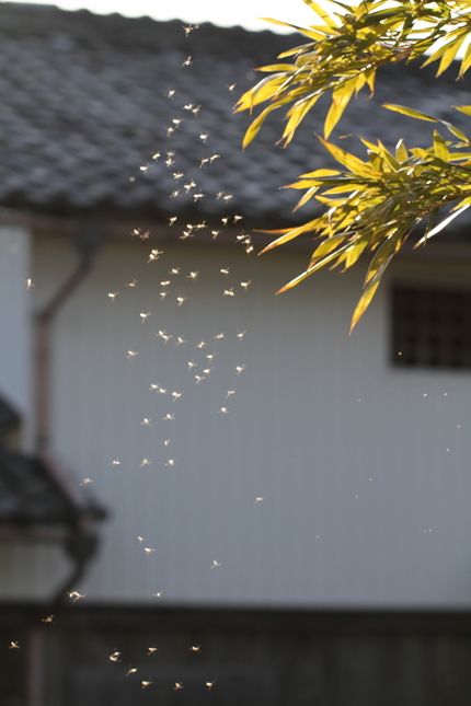 虫たちも陽気に誘われて