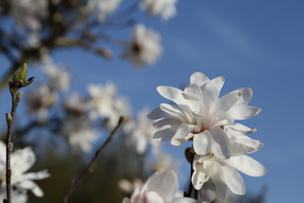 前回の写真は風がきつく花の形が...