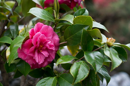 最後の大輪の花