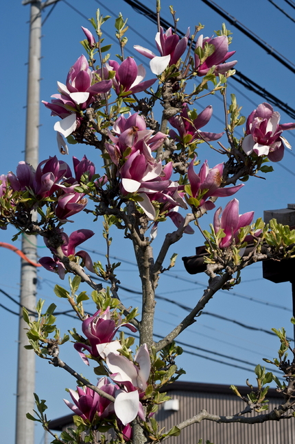 近所では何箇所かで木蓮の花を見...