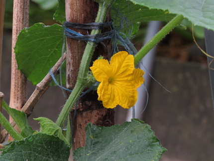 キュウリの花。夏は、キュウリの...