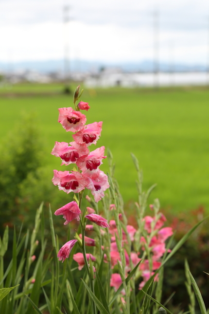 【撮影データ】 Canon E...