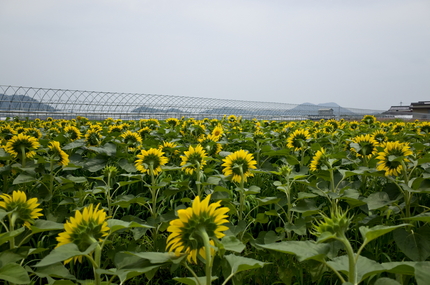 曇り空ですが写真奥が太陽の方向...