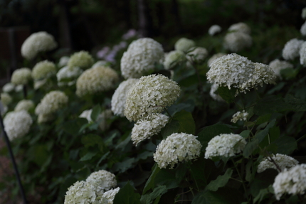 小さな花が集まったアジサイ。 ...