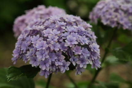 八重の花びら（萼）のアジサイで...