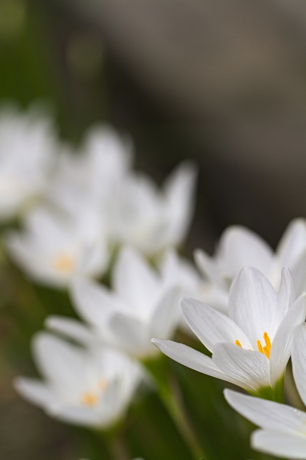 【撮影データ】 Canon E...