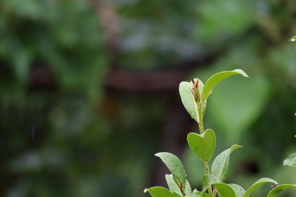 【撮影データ】Canon EOS M＋EF-M55-200m...