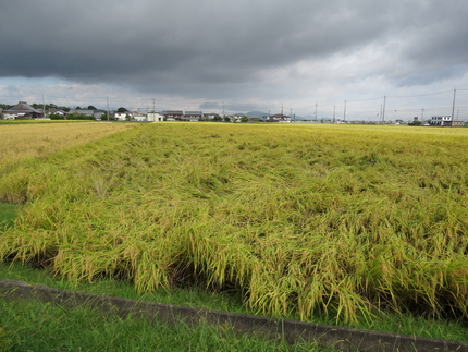 この程度の倒伏なら問題なし。折...