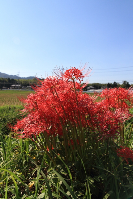 【撮影データ】 Canon E...
