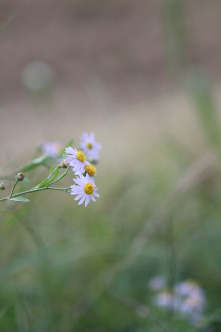 【撮影データ】 Canon E...