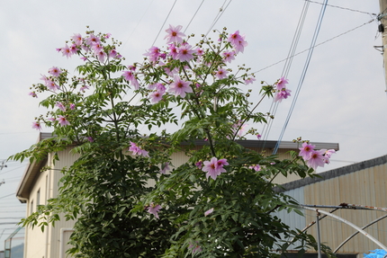 【撮影データ】 Canon E...