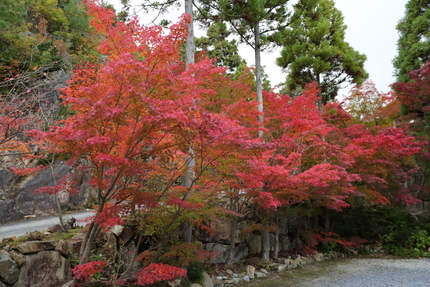 駐車場脇の紅葉。 【撮影データ...