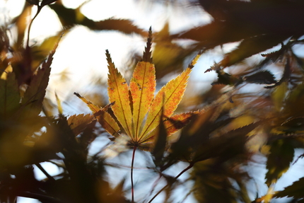 【撮影データ】 Canon E...