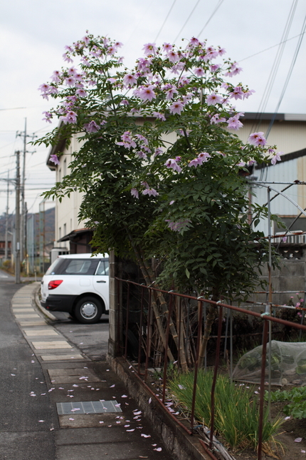 【撮影データ】 Canon E...