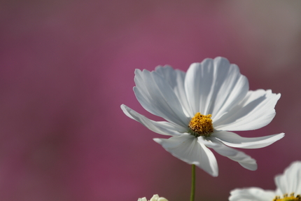 【撮影データ】 Canon E...