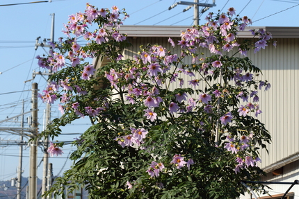【撮影データ】 Canon E...