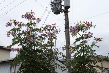 【撮影データ】 Canon E...