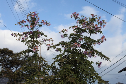 大分花数は減りました。 【撮影...
