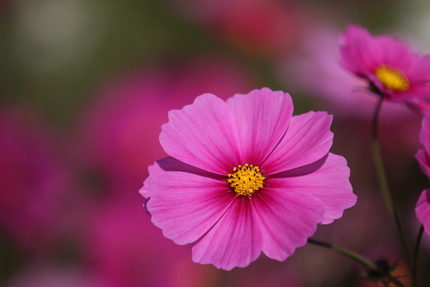 【撮影データ】 Canon E...