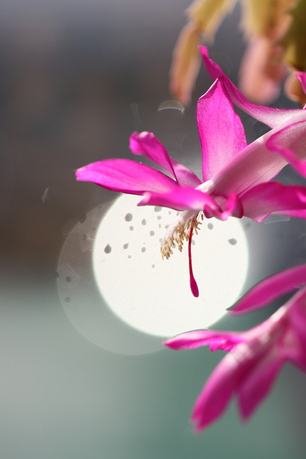 【撮影データ】 Canon E...