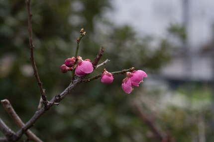 【撮影データ】 Canon E...