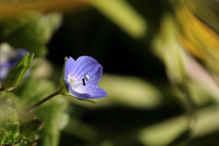 別名星の瞳、春を告げる草花と思...