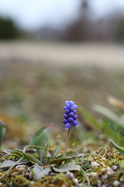 【撮影データ】 Canon E...
