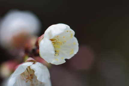 【撮影データ】 Canon E...