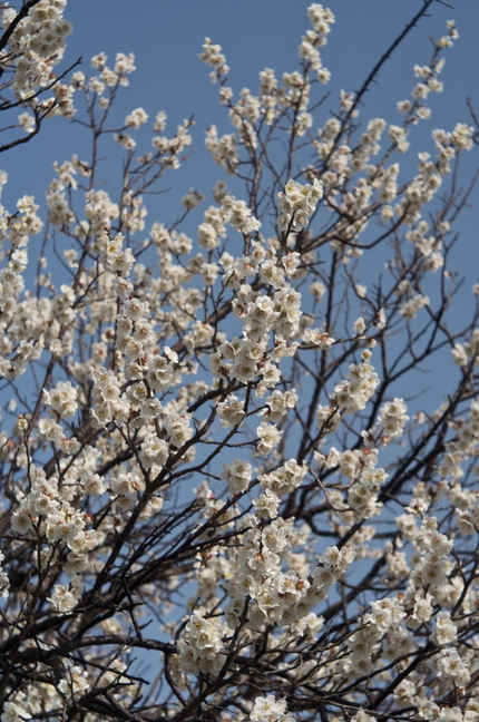 【撮影データ】 RICOH G...