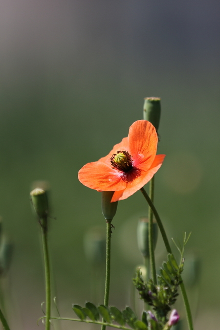【撮影データ】 Canon E...