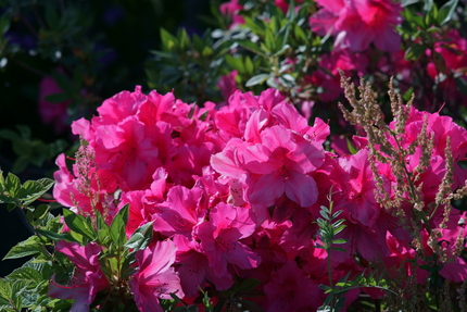 大きな花のタイプのツツジ。 【...