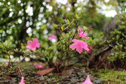 【撮影データ】 Canon E...