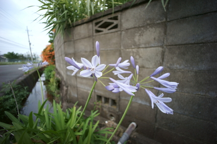 【撮影データ】 Sony IL...