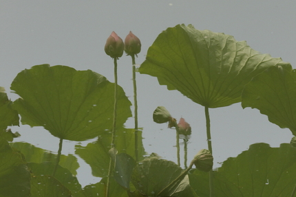 【撮影データ】 Canon E...