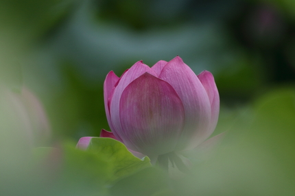 一個の花に注目。二日目くらいで...