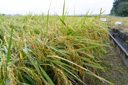 雨に濡れて思い穂が余計重くなる...