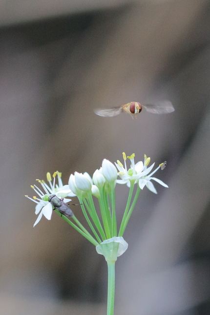 【撮影データ】 Canon E...