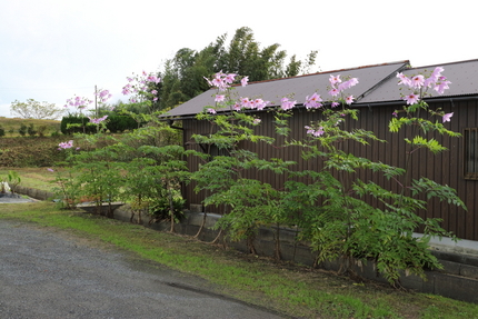 今年移植した１年目の皇帝ダリア...