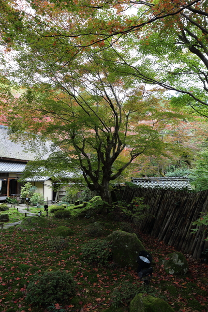 苔深い庭園。 【撮影データ】 ...