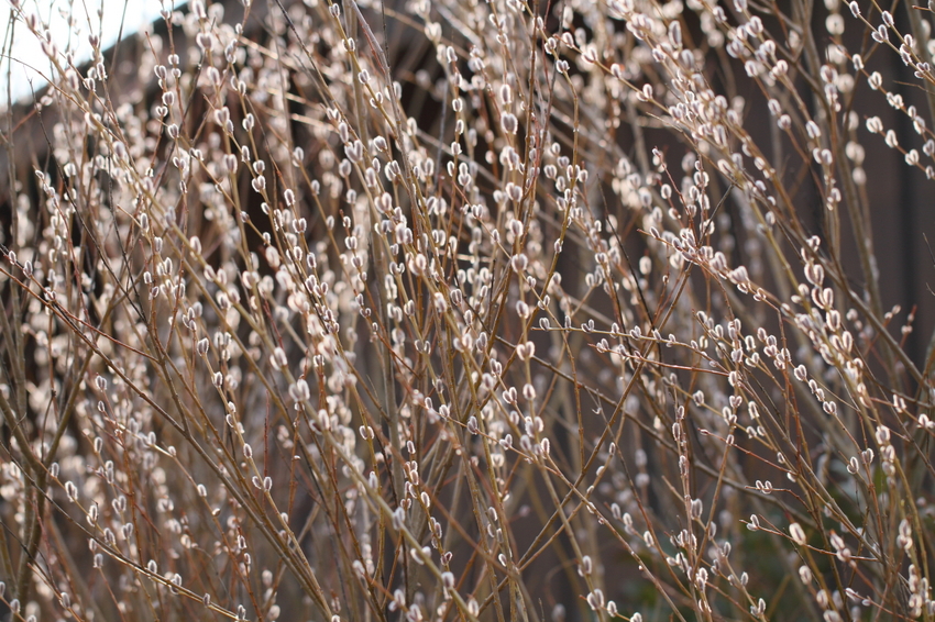 【撮影データ】 Canon E...