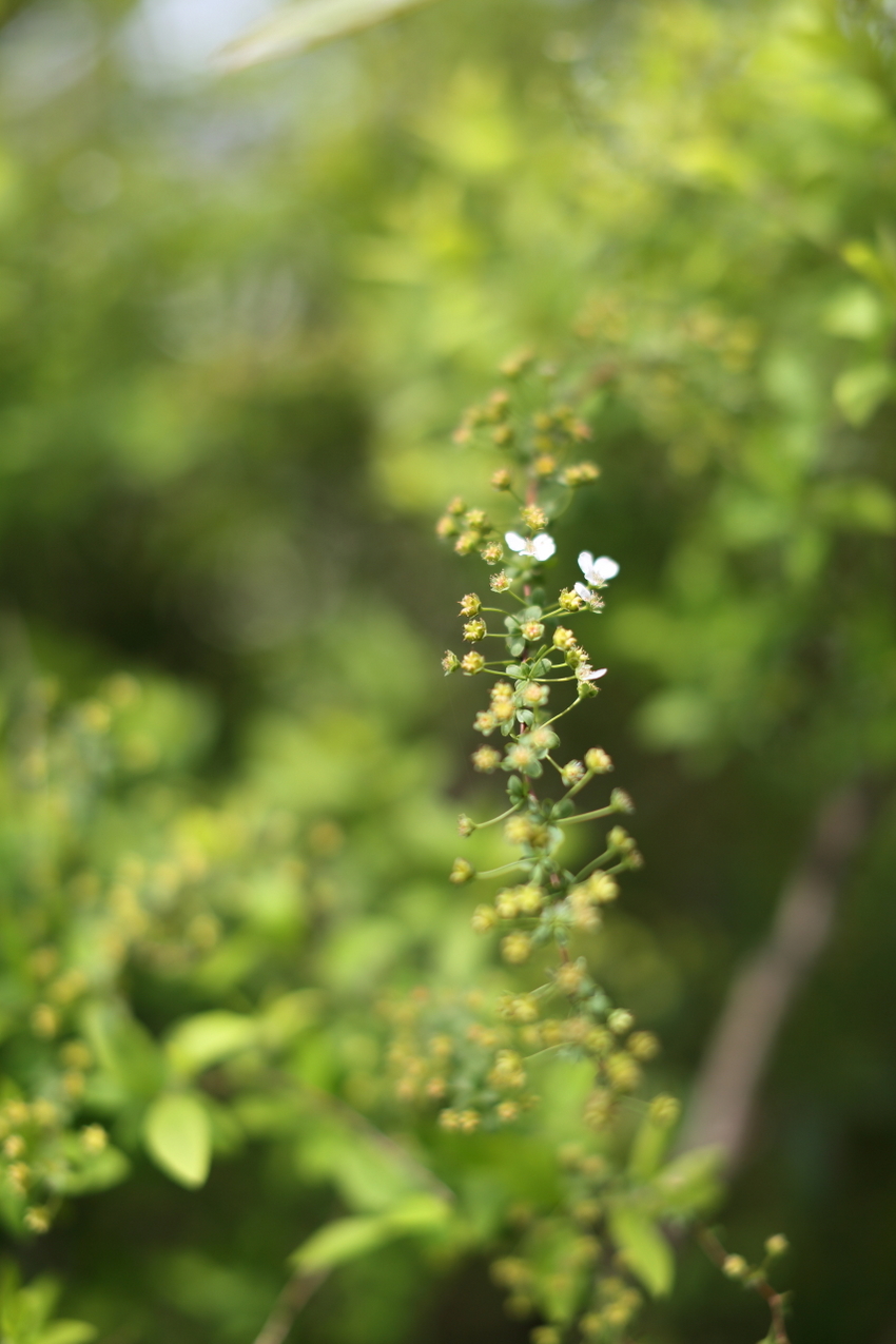 【撮影データ】 Canon E...