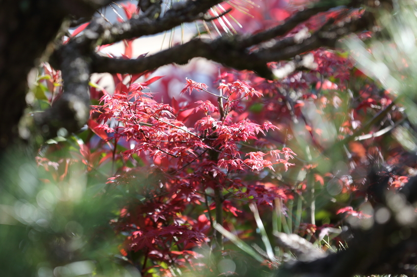 【撮影データ】 Canon E...