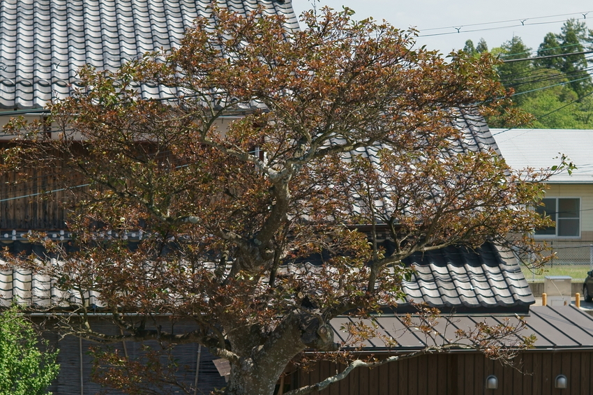 新芽なのに赤っぽい色です。 【...