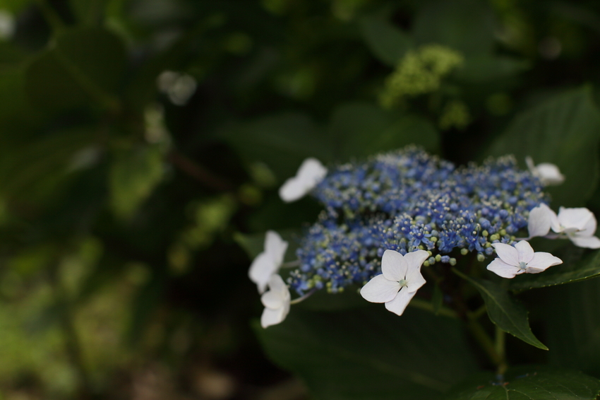 【撮影データ】 Canon E...