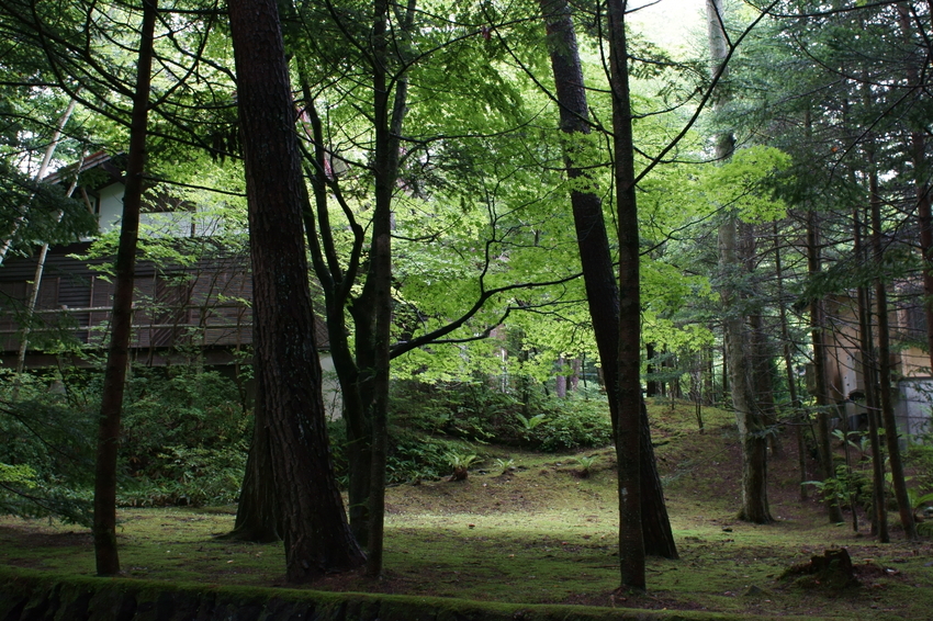 軽井沢の別荘地そのもの。 【撮...