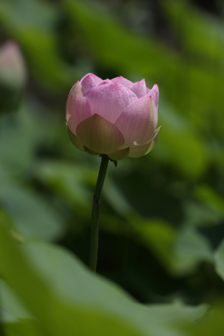【撮影データ】 Canon E...