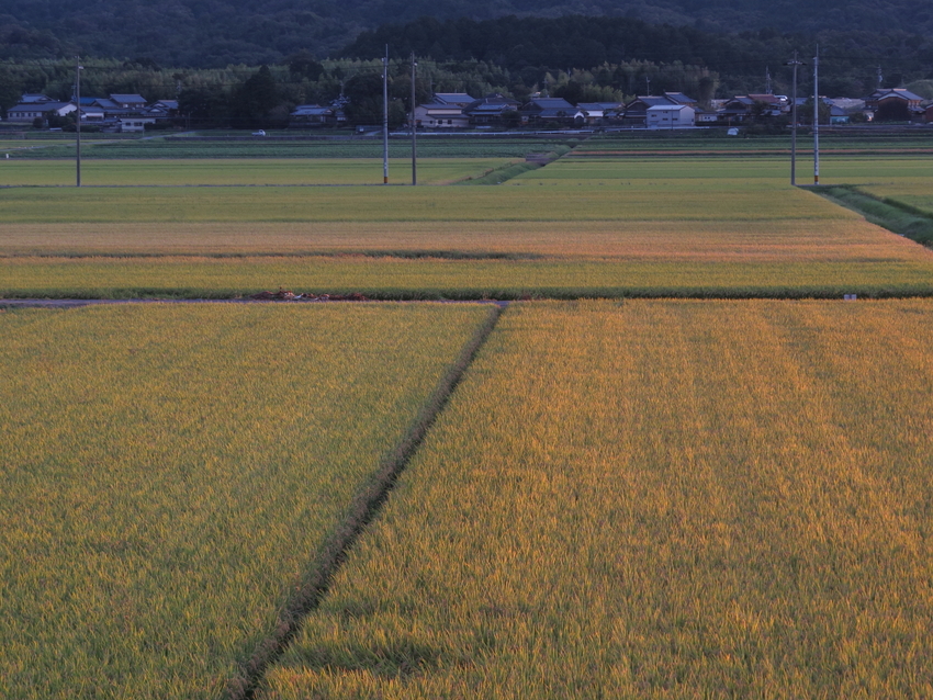 夕陽に照らされて一段と黄色みを...