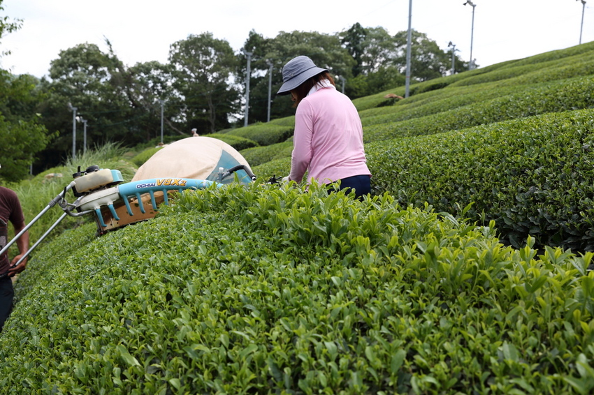 朝宮の茶摘み。 この写真は入賞...