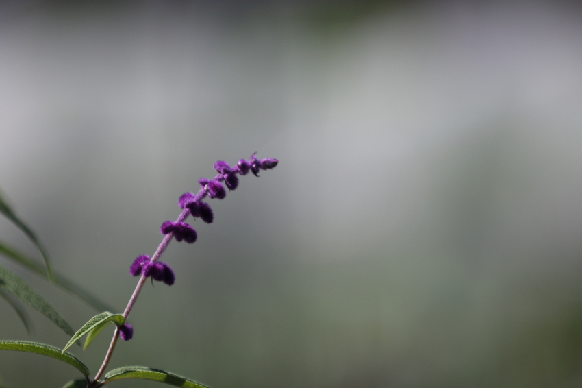 【撮影データ】 Canon E...