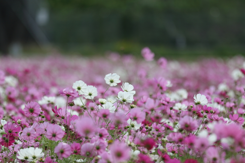 【撮影データ】 Canon E...